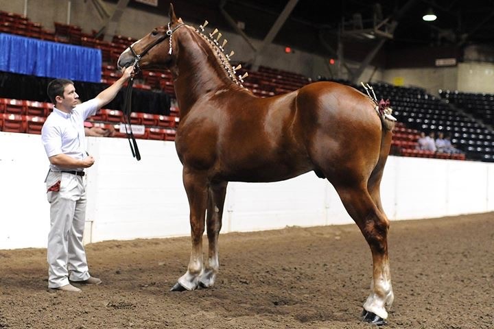 belgian draft horse corporation  colors and markings