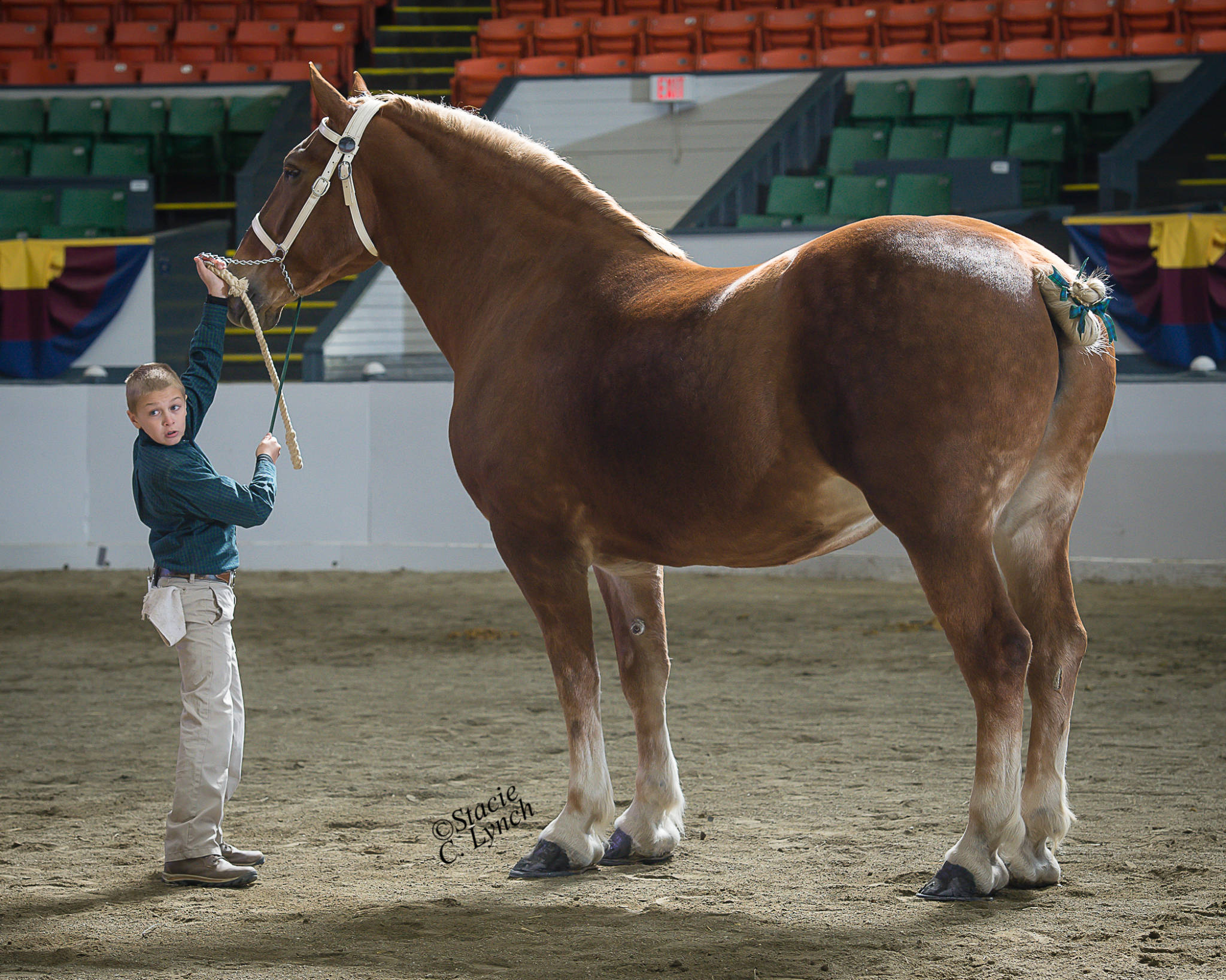 Belgian Draft Horse Corporation North American Belgian Championships Belgian Draft Horse Corporation North American Belgian Championships