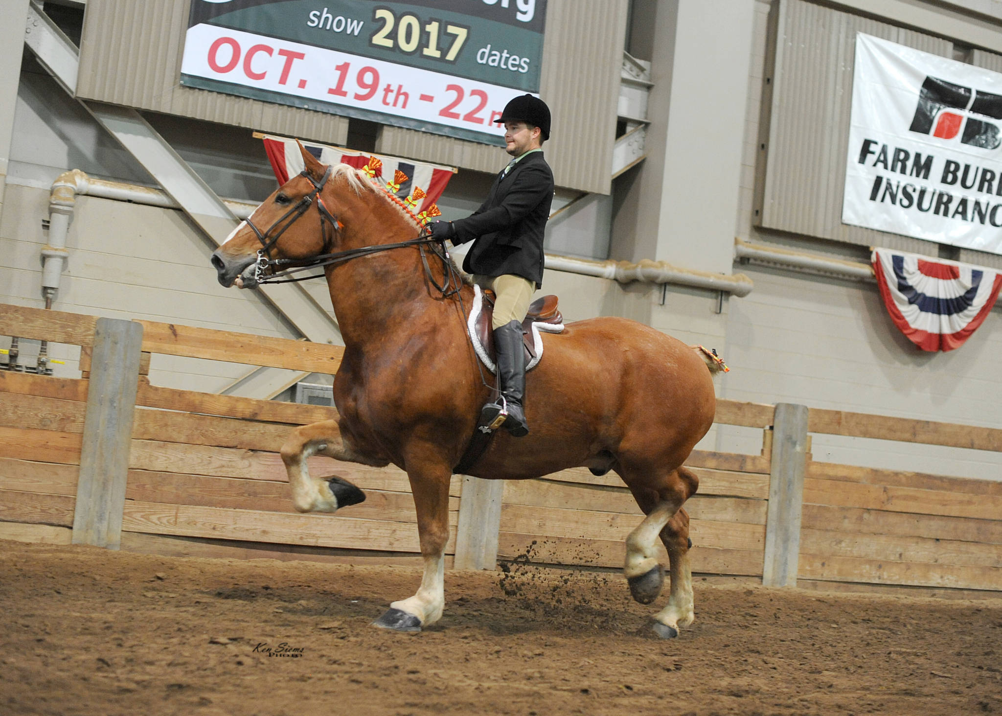 Belgian Draft Horse Corporation | Belgians in Action