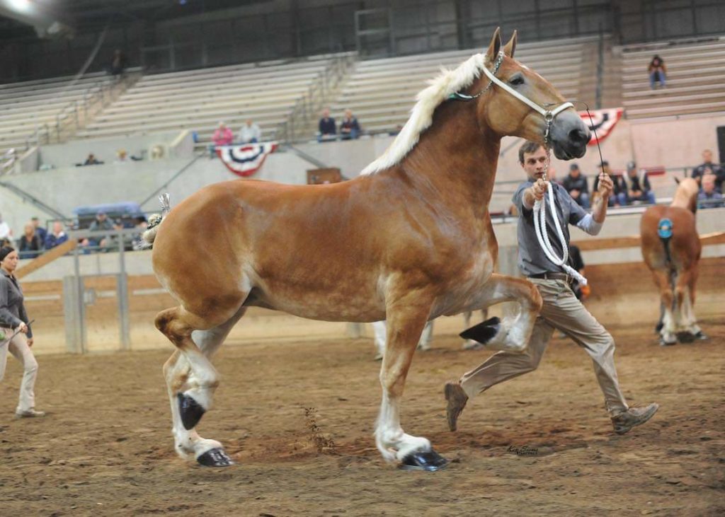 belgian draft horse corporation  colors and markings