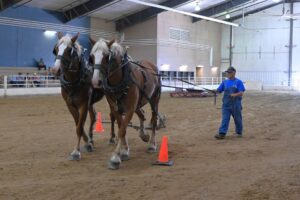 Farm Team at Iowa Draft Horse Classic