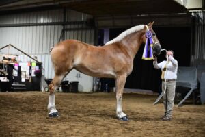 Belgian Breed Champion at North American Classic Series Halter